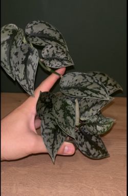 Scindapsus Silver Lady- 4” Pot