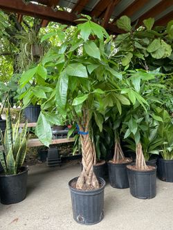 Indoor plants ~4ft Super thick (6”+ diameter) trunk braided money tree; pet safe indoor plant 95820