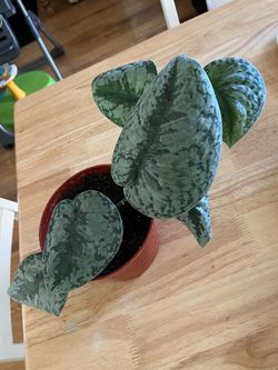 Plant $10