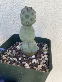 Tephrocactus Geometricus Plant, In 4 Inch Pot Pick Up Only