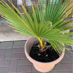 Mexican Fan Plant