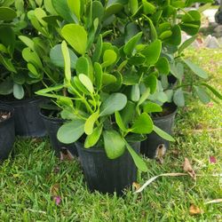 Beautiful Clusias Plants For Privacy! 2 Feet Tall! Fertilized 