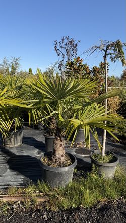 Windmill Palm Trees (5-6')