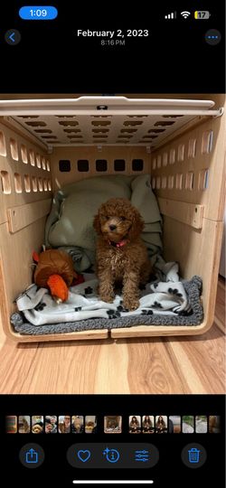 Fable Dog Crate / Side Table (Orginally $800)