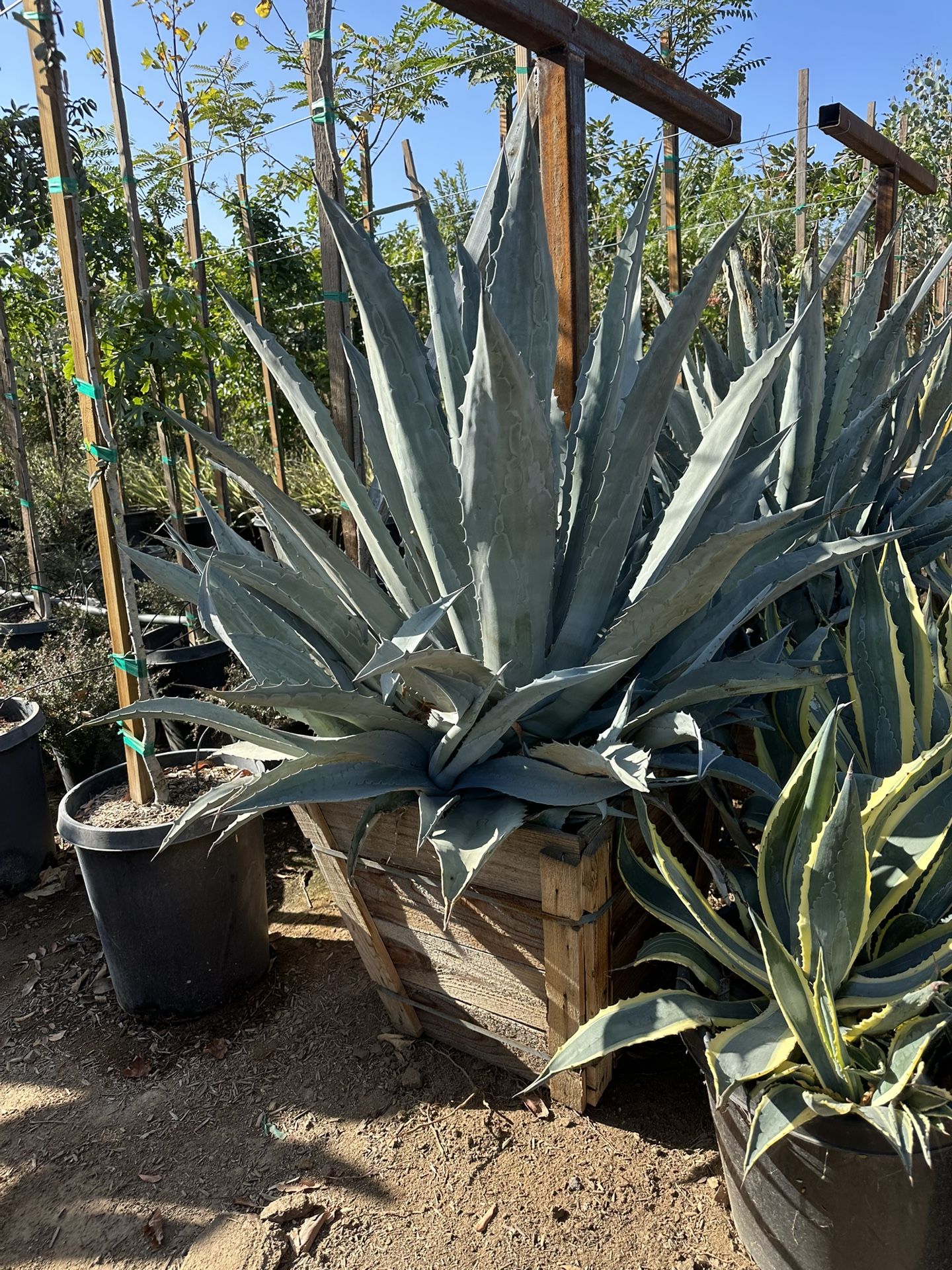 Blue Americana Agave 24”box