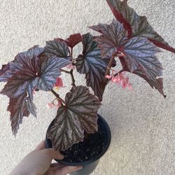Beautiful Begonia Pink Minx Plant 6’pot