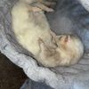 Ryan Mckee
