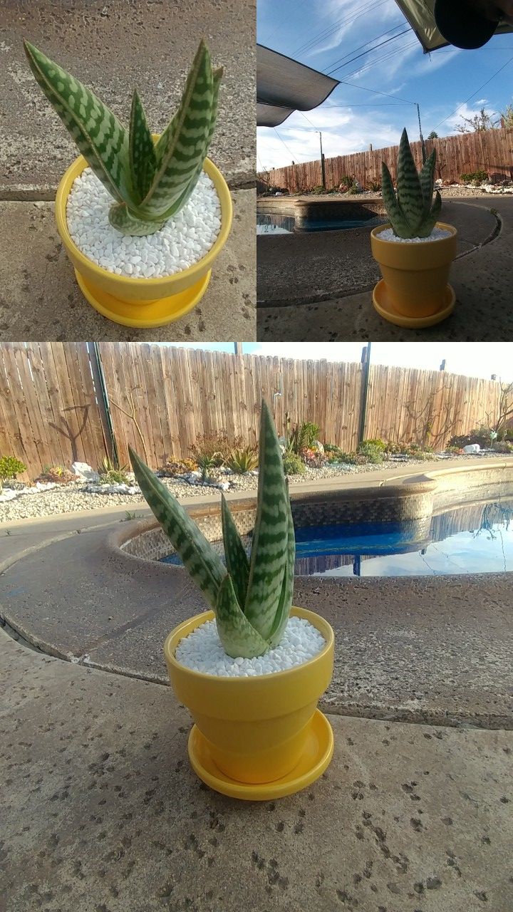 Aloe Succulent in small yellow pot.