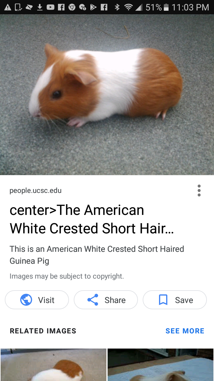 Guinea pig 4 sale