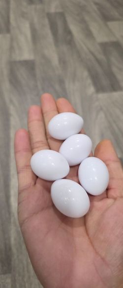 Pigeon Fake Eggs/ Pigeons / Pigeon / Birds