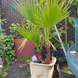 Two Small Palm Tree 