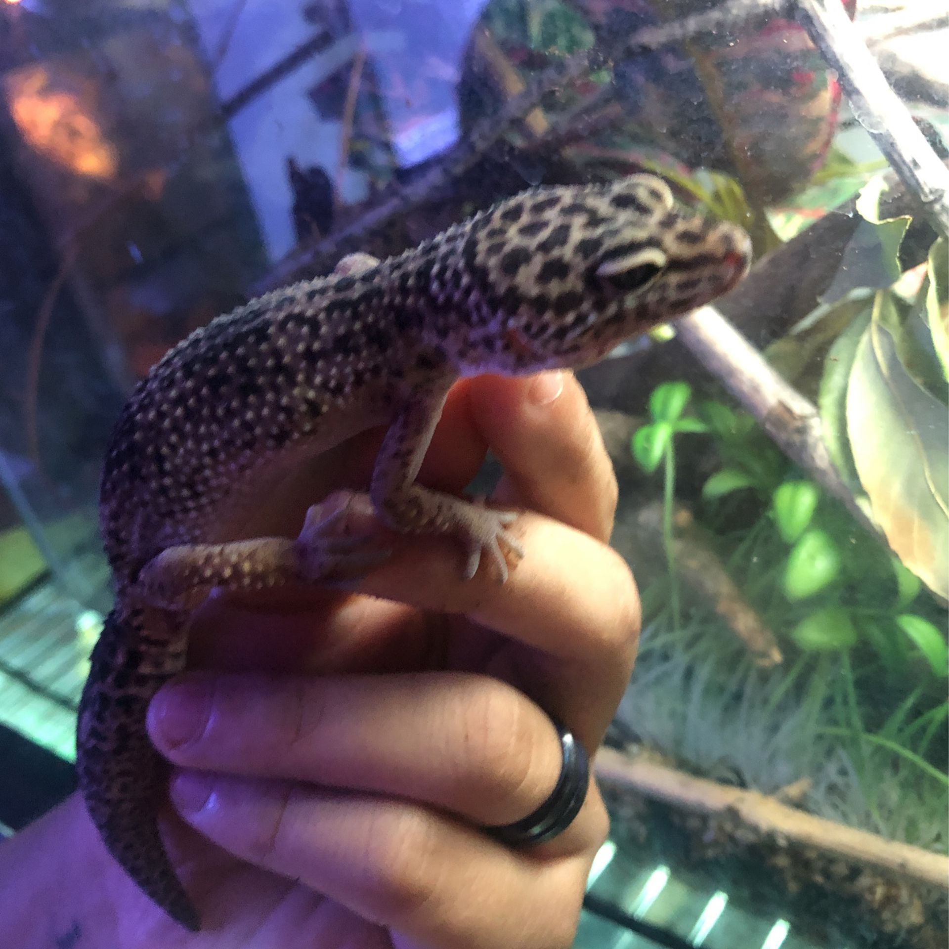 Gecko Enclosure 