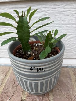 Euphorbia Trigona in 4" Clay Pot