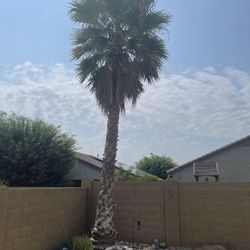 Palm Tree