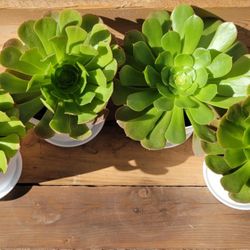 Aeonium Succulent plant with large rosette  $6