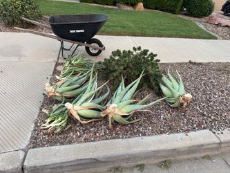 Free aloe plants