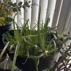 Large Aloe