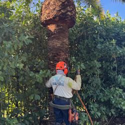 Palm and tree trimming 