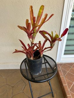 Bromeliad Neoregelia Fireball Plant