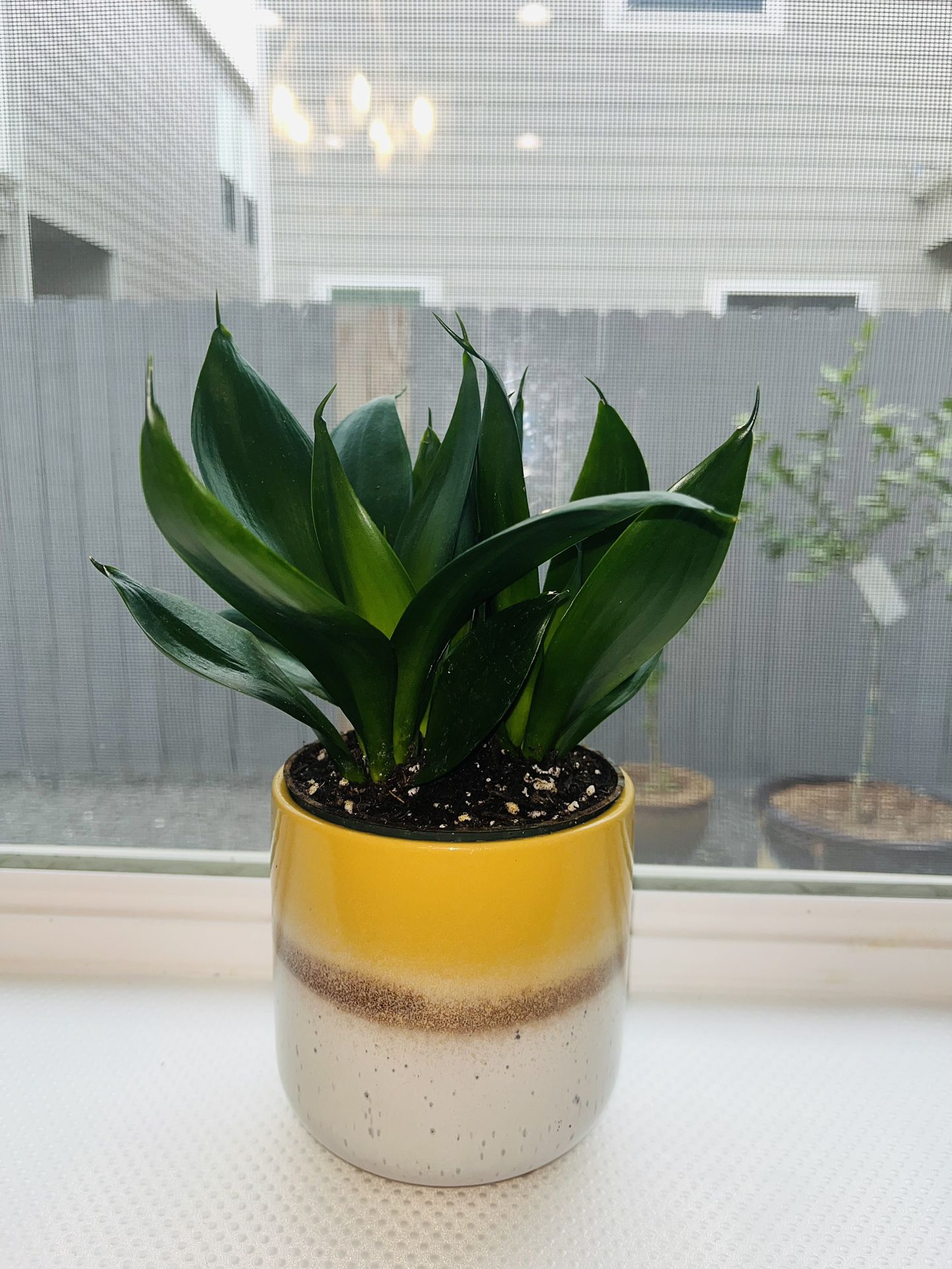 Jade Dwarf Snake Plant In Yellow Ceramic Pot 