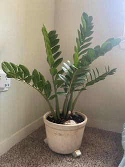 ZZ Plant