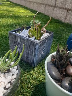 ****Sabrina's Succulents****  ****Beautiful Succulents *****Any Occassions