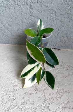 Hoya Krimson  Queen plant