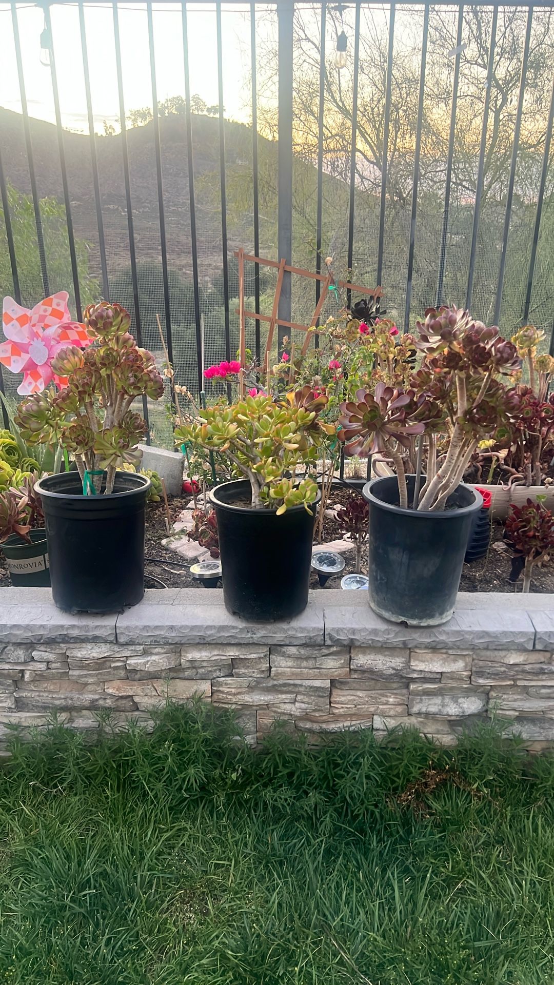 Succulents