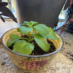 Mother Of Thousand Plant