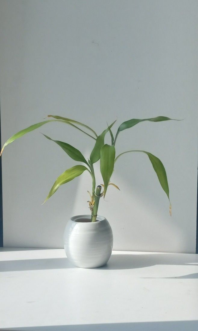 Lucky Bamboo Plant/ Indoor Plant/ House Flower Patio Garden
