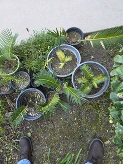 SMALL SAGO PALMS FOR SALE