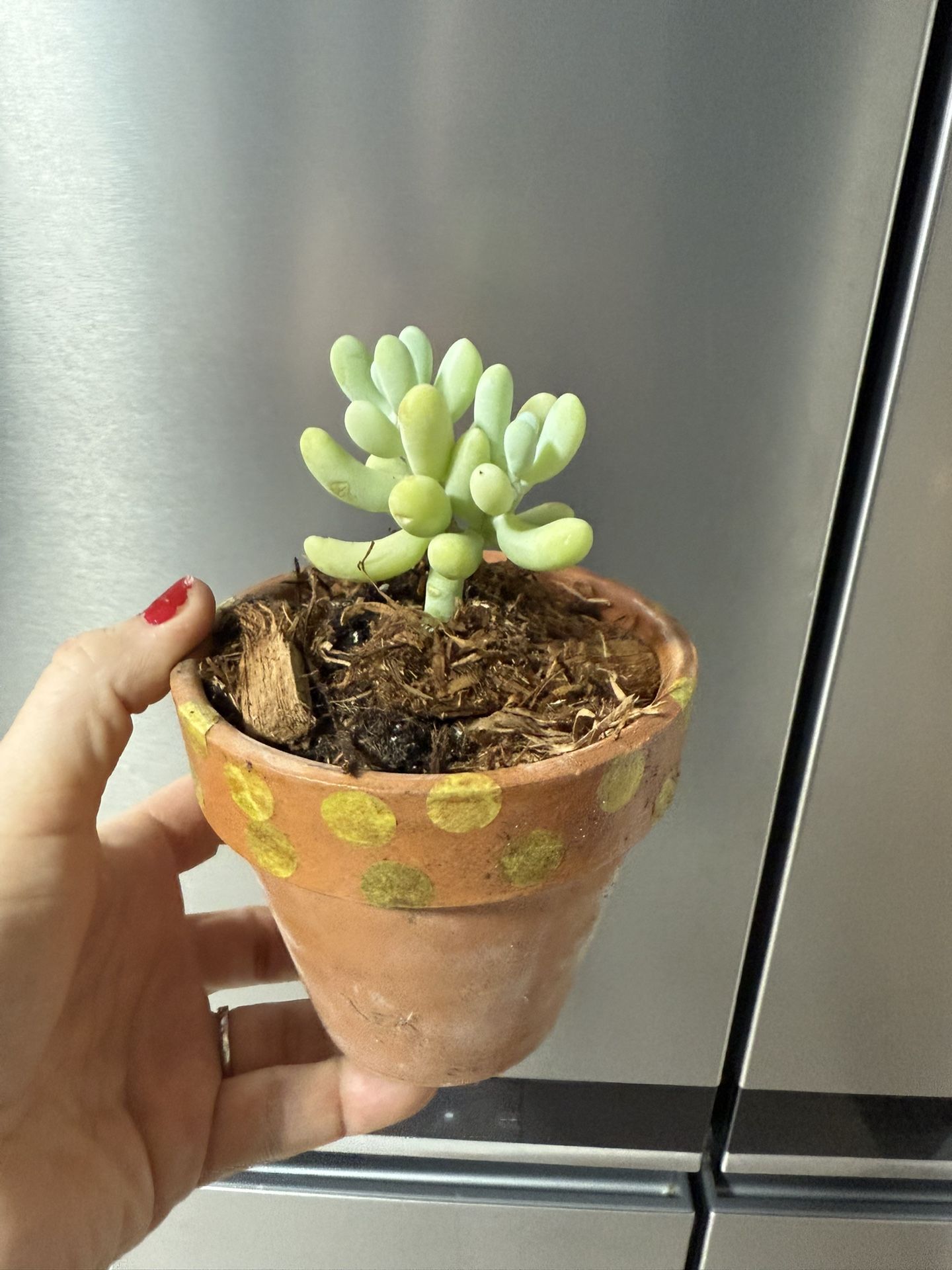 🪴Husplant Rare Succulent