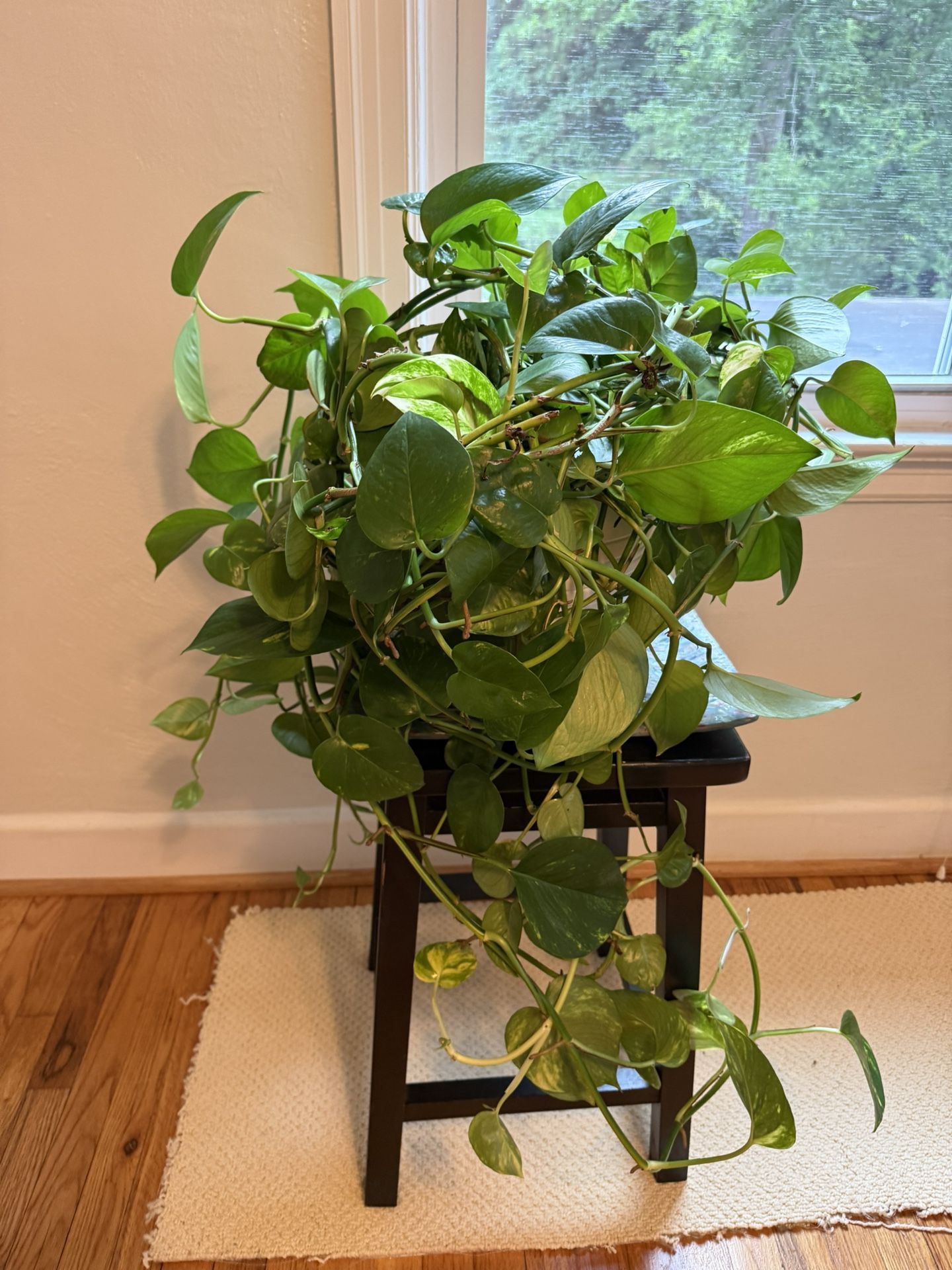 Pothos Plant A Beautiful Living House Plant. In a Very Large White Ceramic Pot