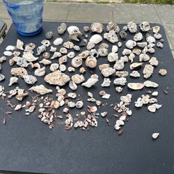 Colección De Conchas De Mar 