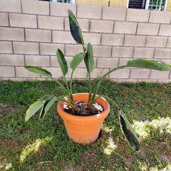 Bird Of Paradise 