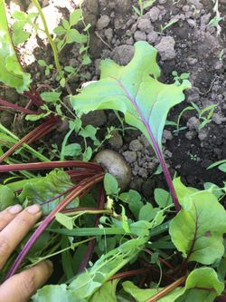 Fresh Organic Beets
