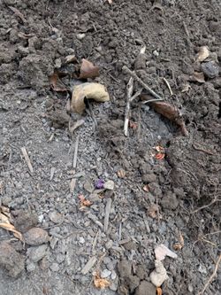 Free dirt