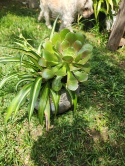 Araña Mala Madre Y Suculenta