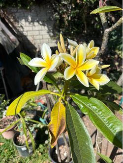 Plumeria plants 3 to 6 feet tall