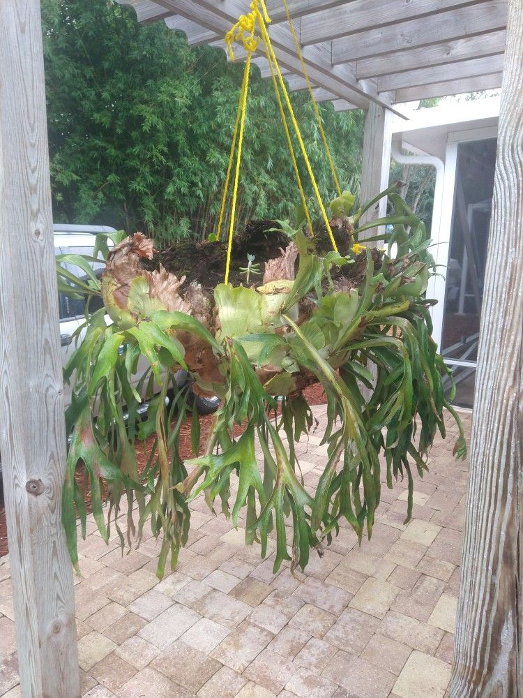 Very Large Stage Horn Fern 5.5 Ft Wide 
