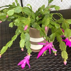 Pink Christmas Cactus 🌺🌺🌺