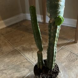 Small Cary’s Plant 