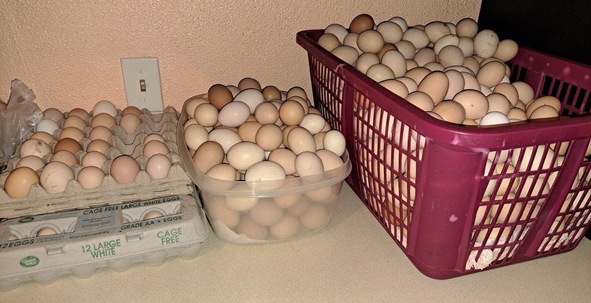 Heuvos del Rancho/ Eggs