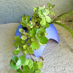 Kalanchoe   Laxiflora  Plant 