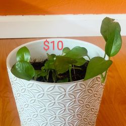 Designer Pot With Money Plant