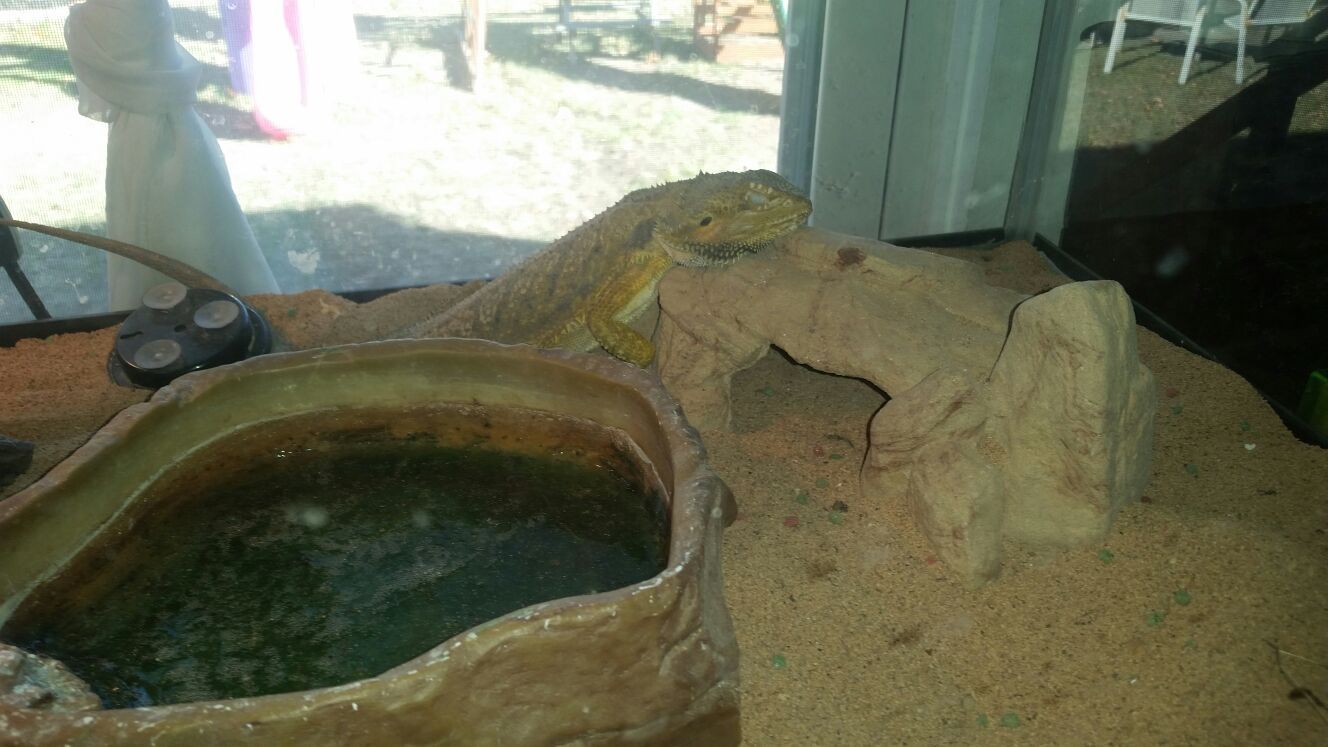 Bearded dragon with complete settup