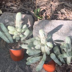 Corn Cob Cactus Plants!! $15 Each!! 