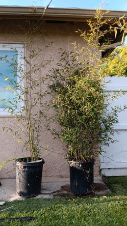Bamboo Nigra