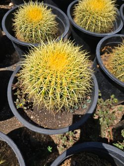 Golden Barrel Cactus