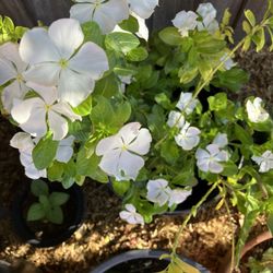 Flower Plant Big 
